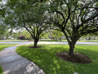 Gallery Trees